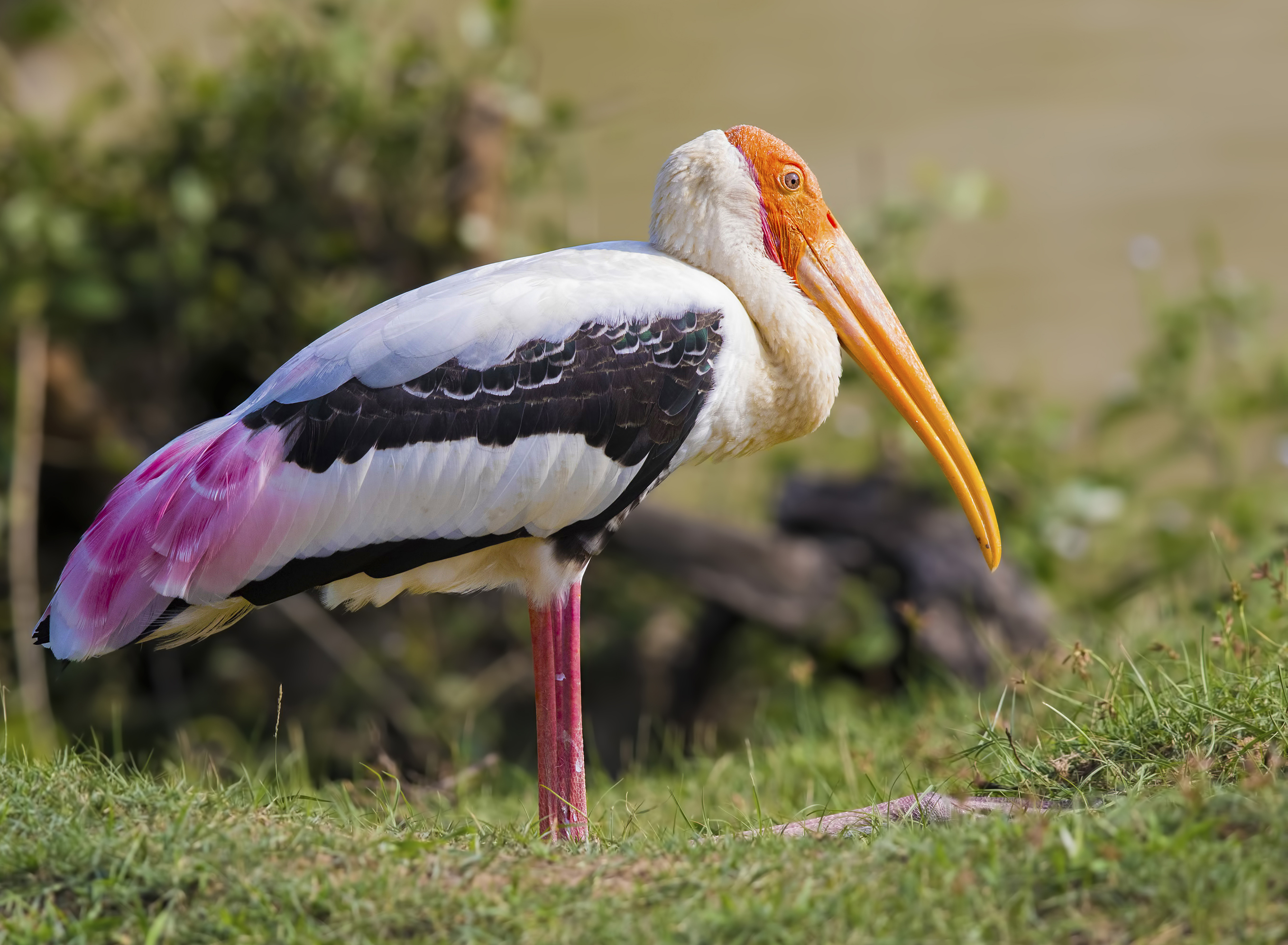 Painted Stork